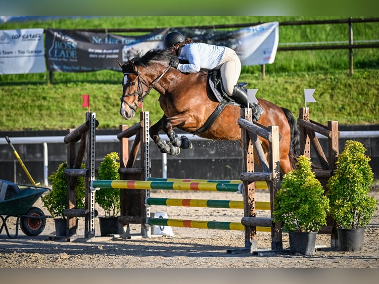 Freiberg / Franches Montagnes Castrone 6 Anni 160 cm Baio scuro in Tuggen