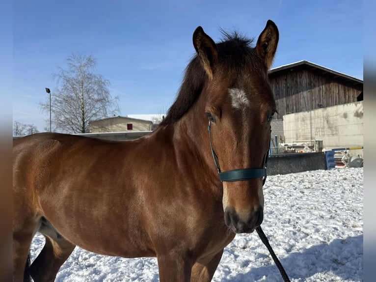 Freiberg / Franches Montagnes Castrone 6 Anni 163 cm Baio in Tuggen