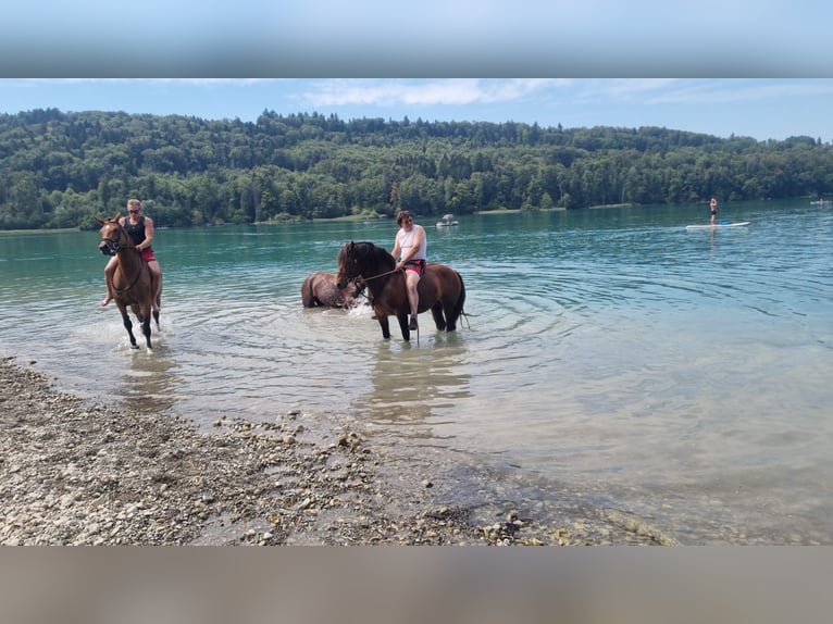 Freiberg / Franches Montagnes Castrone 6 Anni in Ramiswil