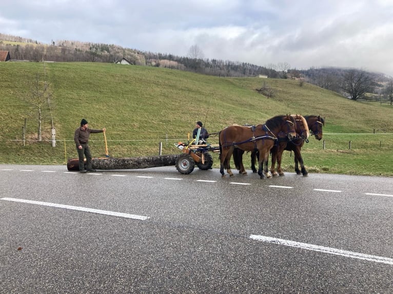 Freiberg / Franches Montagnes Castrone 6 Anni in Ramiswil