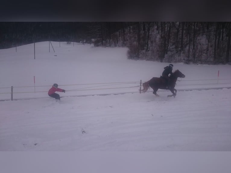 Freiberg / Franches Montagnes Castrone 6 Anni in Ramiswil