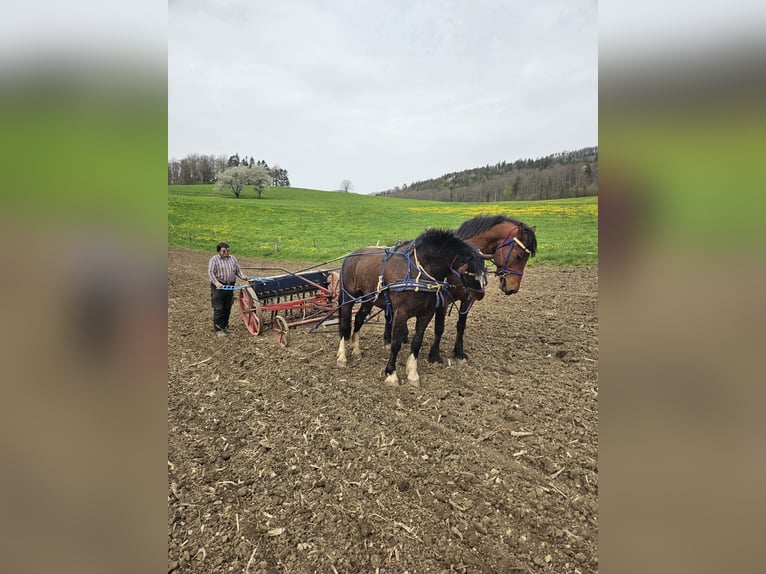 Freiberg / Franches Montagnes Castrone 6 Anni in Ramiswil