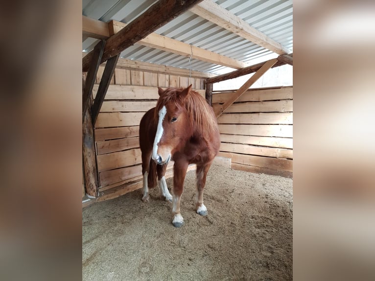 Freiberg / Franches Montagnes Castrone 7 Anni 155 cm Sauro in Sulzberg