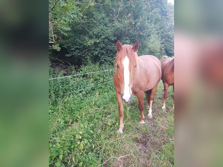 Freiberg / Franches Montagnes Castrone 7 Anni 155 cm Sauro in Sulzberg