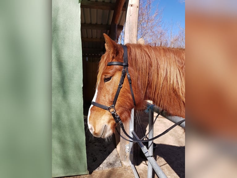 Freiberg / Franches Montagnes Castrone 7 Anni 155 cm Sauro in Sulzberg