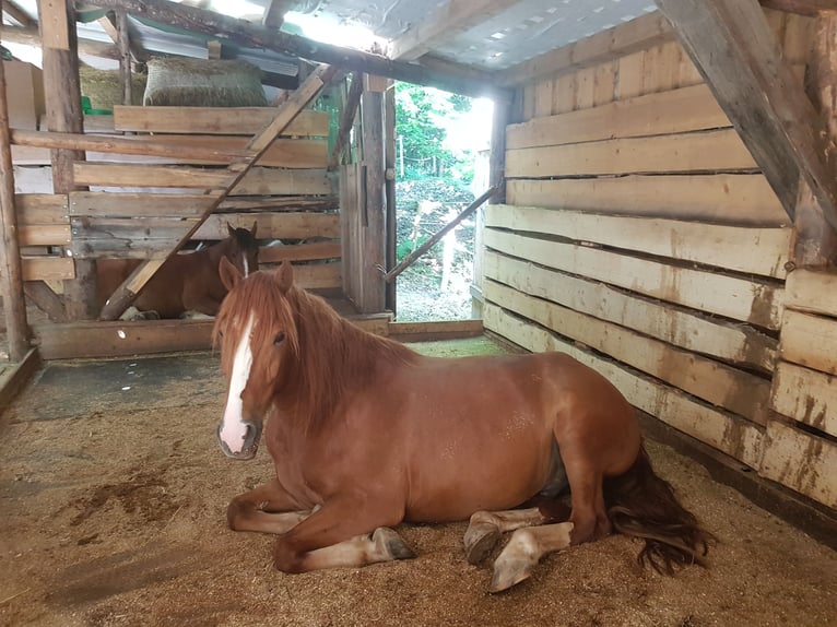 Freiberg / Franches Montagnes Castrone 7 Anni 155 cm Sauro in Sulzberg