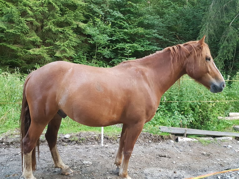 Freiberg / Franches Montagnes Castrone 7 Anni 155 cm Sauro in Sulzberg