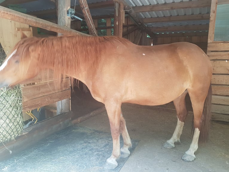 Freiberg / Franches Montagnes Castrone 7 Anni 155 cm Sauro in Sulzberg