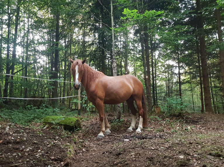 Freiberg / Franches Montagnes Castrone 7 Anni 155 cm Sauro in Sulzberg