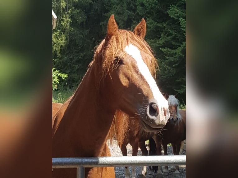 Freiberg / Franches Montagnes Castrone 7 Anni 155 cm Sauro in Sulzberg