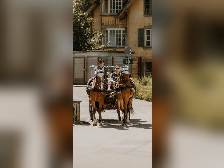 Freiberg / Franches Montagnes Castrone 7 Anni 156 cm Baio in Hasle b. Burgdorf