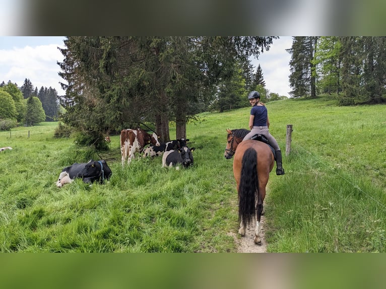 Freiberg / Franches Montagnes Castrone 7 Anni 156 cm Baio in Hasle b. Burgdorf