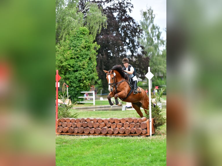 Freiberg / Franches Montagnes Castrone 7 Anni 156 cm Baio in Hasle b. Burgdorf