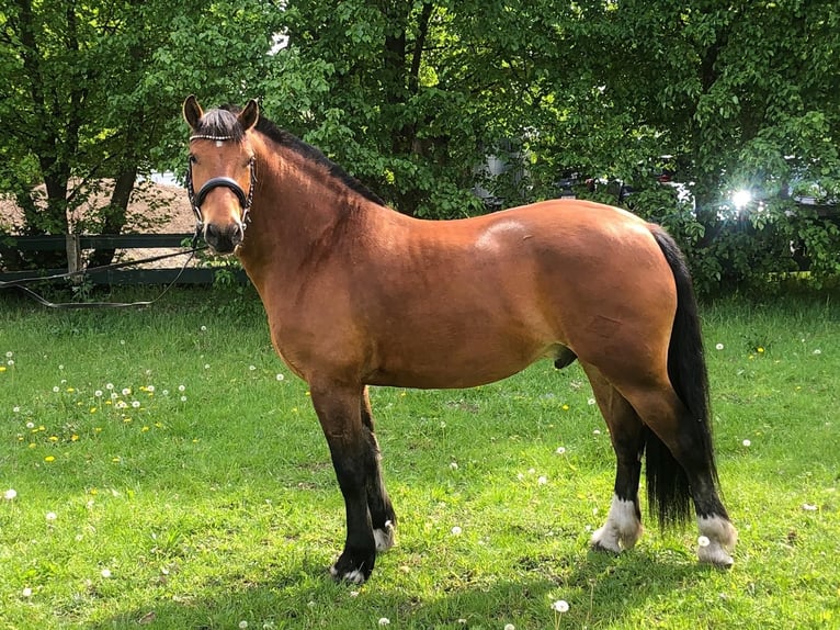 Freiberg / Franches Montagnes Castrone 7 Anni 161 cm Baio in Oranienburg