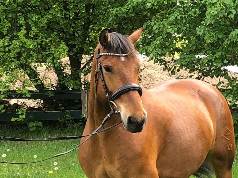 Freiberg / Franches Montagnes Castrone 7 Anni 161 cm Baio in Oranienburg