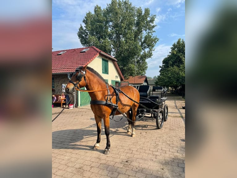 Freiberg / Franches Montagnes Castrone 7 Anni 161 cm Baio in Oranienburg