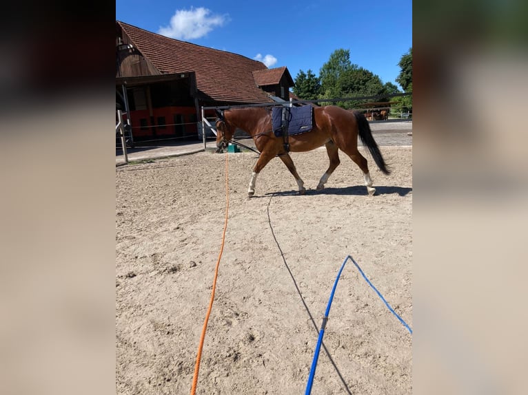 Freiberg / Franches Montagnes Castrone 7 Anni 163 cm Baio in Cham