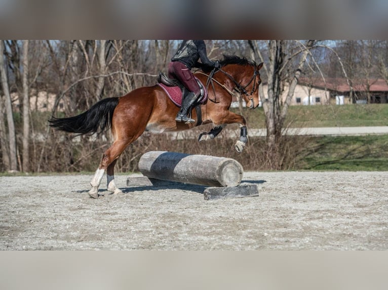 Freiberg / Franches Montagnes Castrone 7 Anni 163 cm Baio in Cham