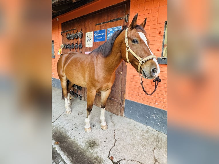 Freiberg / Franches Montagnes Castrone 7 Anni 163 cm Baio in Cham