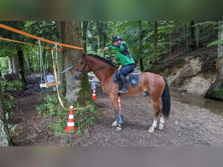 Freiberg / Franches Montagnes Castrone 8 Anni 159 cm Baio in Hasle b. Burgdorf