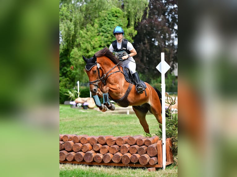 Freiberg / Franches Montagnes Castrone 8 Anni 159 cm Baio in Hasle b. Burgdorf