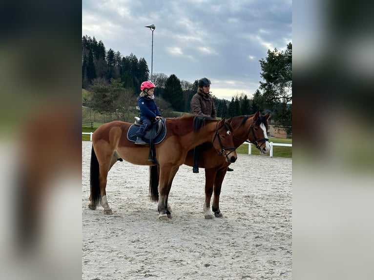 Freiberg / Franches Montagnes Castrone 8 Anni 159 cm Baio in Hasle b. Burgdorf