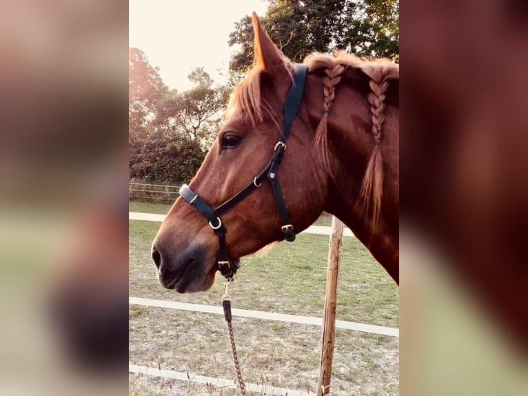 Freiberg / Franches Montagnes Castrone 8 Anni 161 cm Sauro in Langenfeld