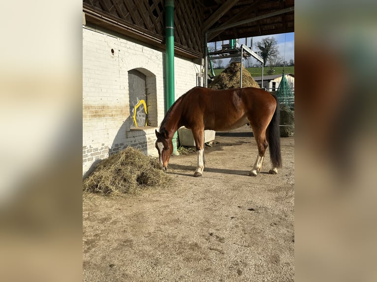 Freiberg / Franches Montagnes Castrone 8 Anni 162 cm Baio in Cham