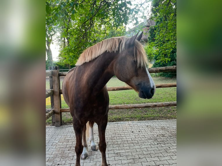 Freiberg / Franches Montagnes Castrone 8 Anni 163 cm Sauro in Bern