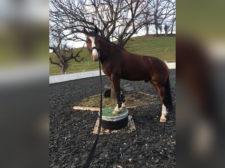 Freiberg / Franches Montagnes Castrone 8 Anni 165 cm Baio scuro in Thierachern