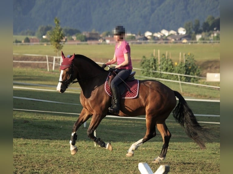 Freiberg / Franches Montagnes Castrone 8 Anni 165 cm Baio scuro in Thierachern