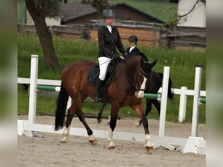 Freiberg / Franches Montagnes Castrone 8 Anni 165 cm Baio scuro in Thierachern