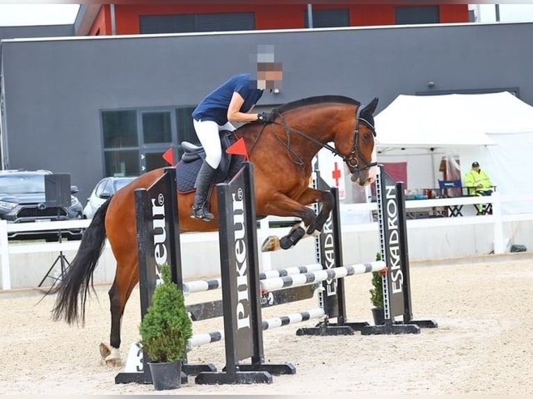 Freiberg / Franches Montagnes Castrone 8 Anni 165 cm Baio scuro in Thierachern