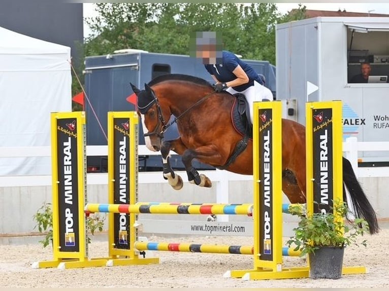 Freiberg / Franches Montagnes Castrone 8 Anni 165 cm Baio scuro in Thierachern