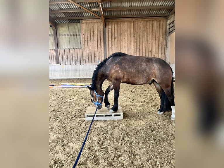 Freiberg / Franches Montagnes Castrone 8 Anni 167 cm Baio in Wiesendangen