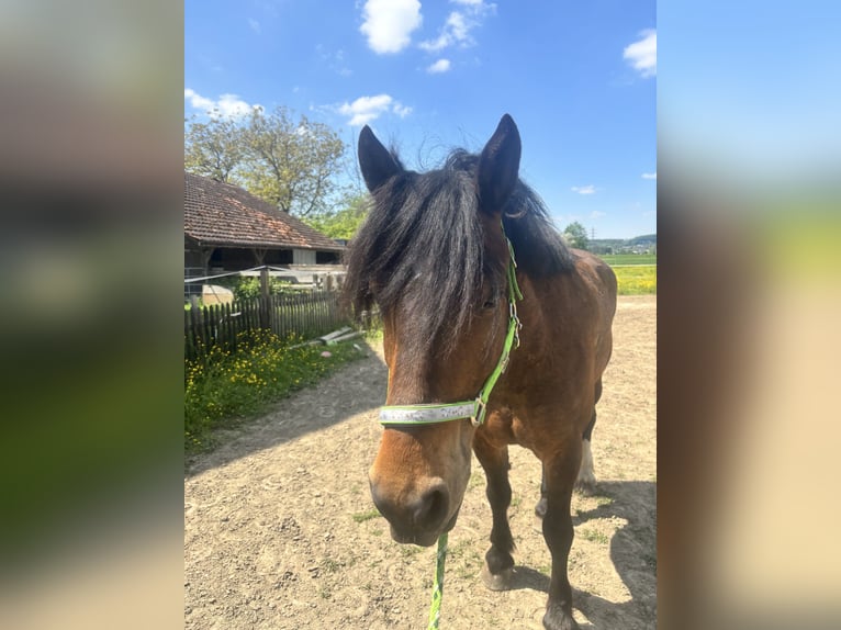 Freiberg / Franches Montagnes Castrone 8 Anni 167 cm Baio in Wiesendangen