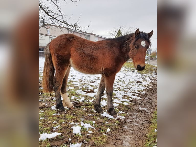 Freiberg / Franches Montagnes Castrone 8 Anni 167 cm Baio in Wiesendangen