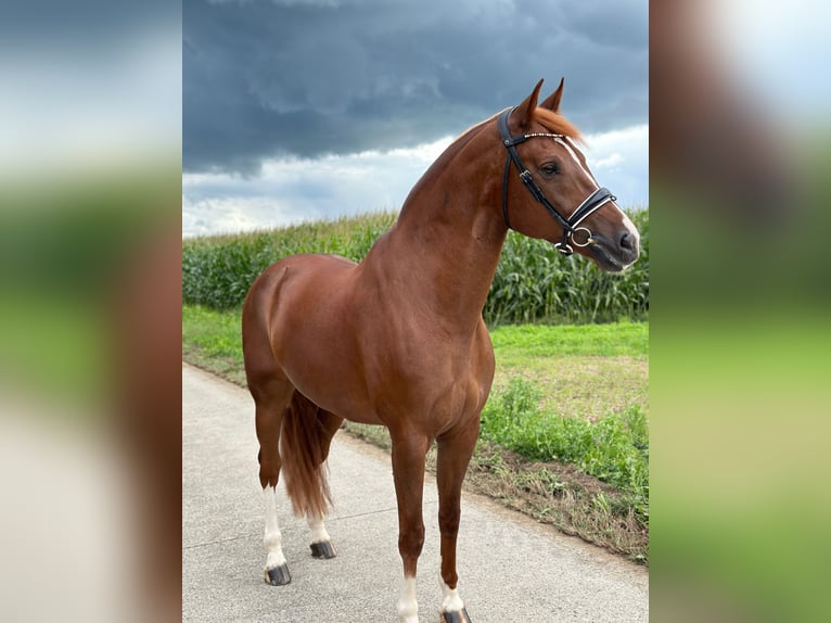 Freiberg / Franches Montagnes Castrone 8 Anni Sauro in Deitingen