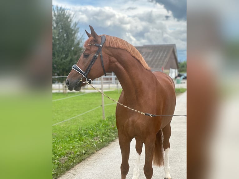 Freiberg / Franches Montagnes Castrone 8 Anni Sauro in Deitingen