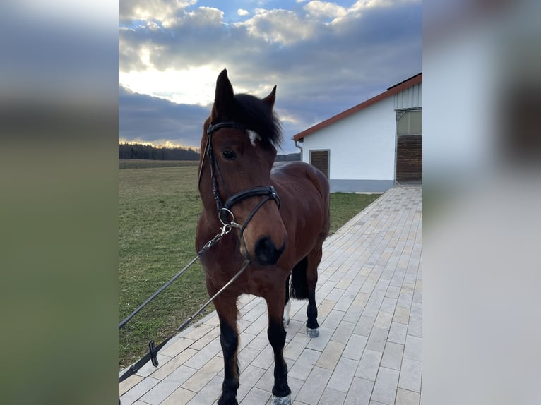 Freiberg / Franches Montagnes Giumenta 10 Anni 155 cm Baio in Weidenstetten