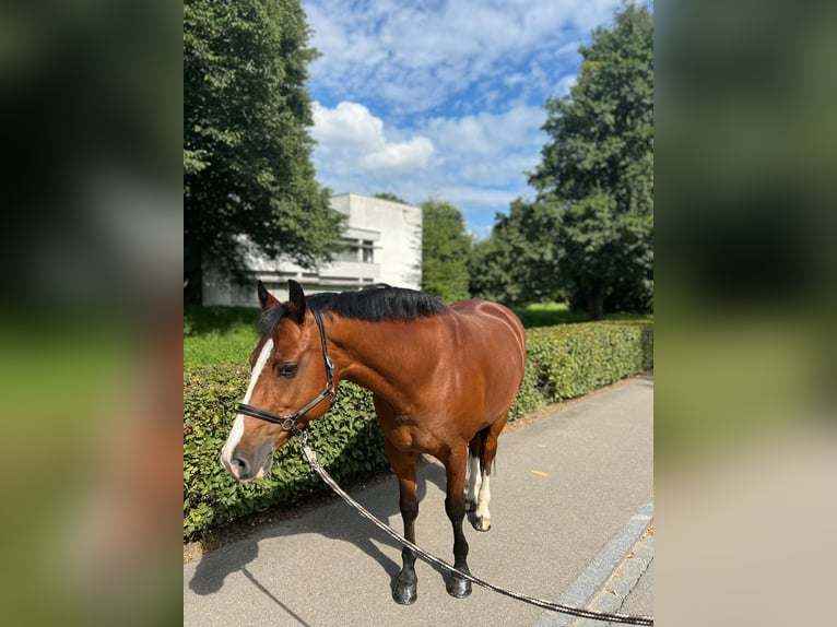 Freiberg / Franches Montagnes Giumenta 11 Anni 155 cm Baio in Dietikon