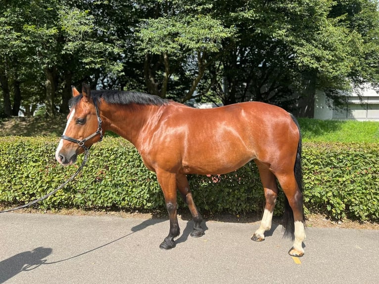 Freiberg / Franches Montagnes Giumenta 11 Anni 155 cm Baio in Dietikon