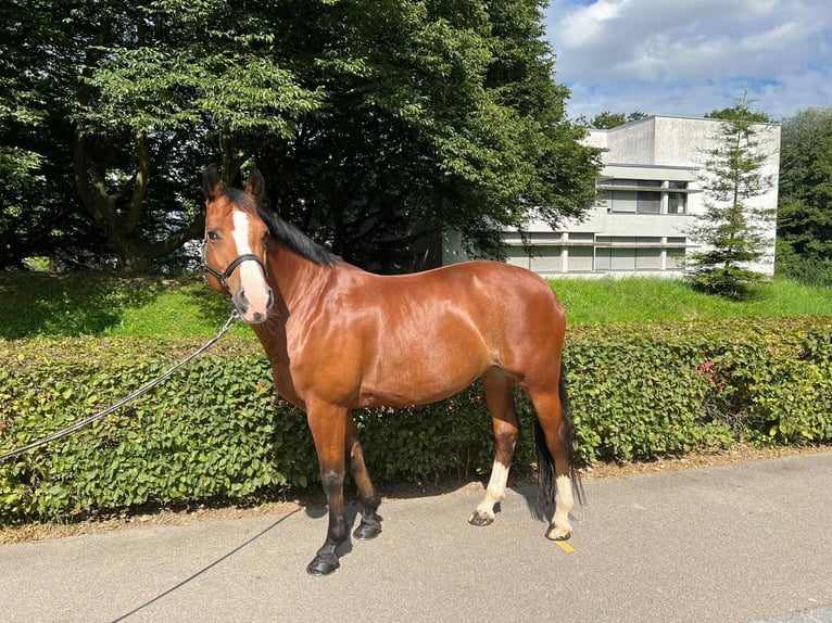 Freiberg / Franches Montagnes Giumenta 11 Anni 155 cm Baio in Dietikon