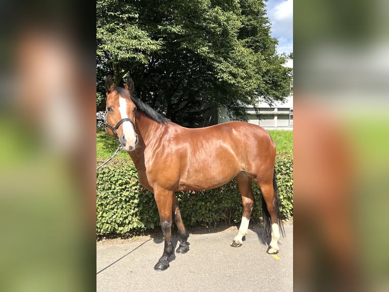 Freiberg / Franches Montagnes Giumenta 11 Anni 155 cm Baio in Dietikon