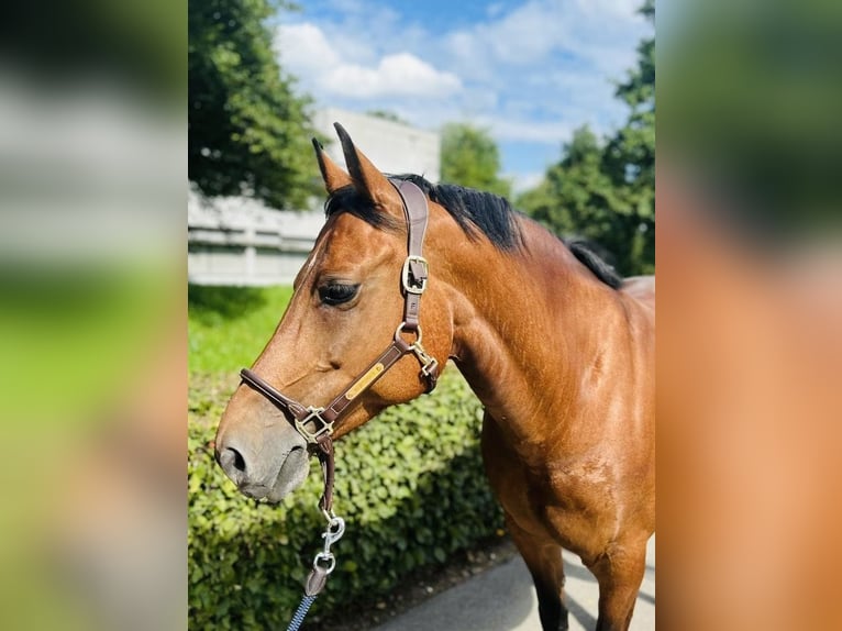 Freiberg / Franches Montagnes Giumenta 12 Anni 152 cm Baio in Dietikon