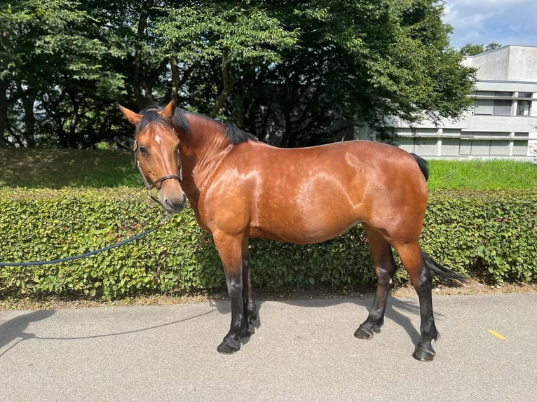 Freiberg / Franches Montagnes Giumenta 12 Anni 152 cm Baio in Dietikon