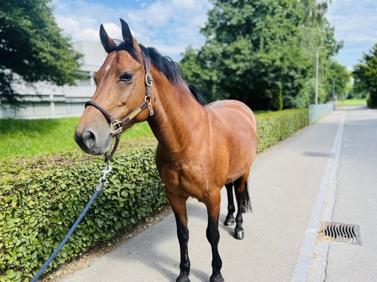 Freiberg / Franches Montagnes Giumenta 12 Anni 152 cm Baio in Dietikon