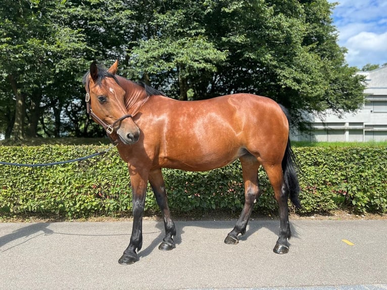 Freiberg / Franches Montagnes Giumenta 12 Anni 152 cm Baio in Dietikon