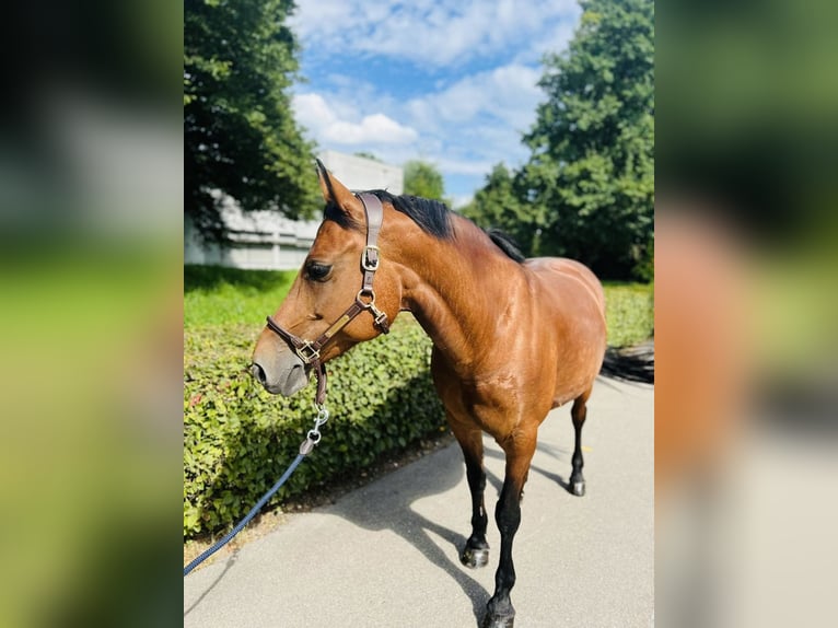 Freiberg / Franches Montagnes Giumenta 12 Anni 152 cm Baio in Dietikon