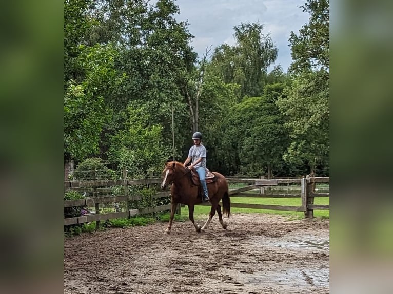 Freiberg / Franches Montagnes Giumenta 12 Anni 156 cm Sauro in Zuna